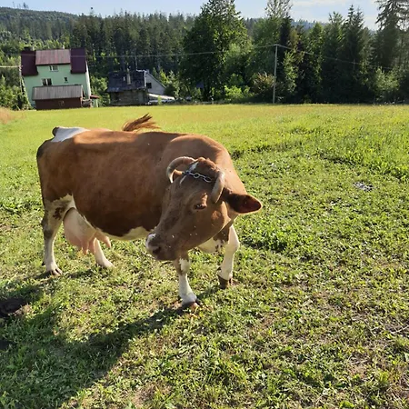 Przystan Family Pod Ochodzita *