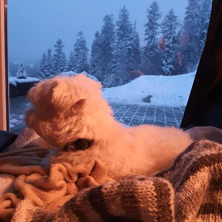 Przystan Family Pod Ochodzita Koniaków