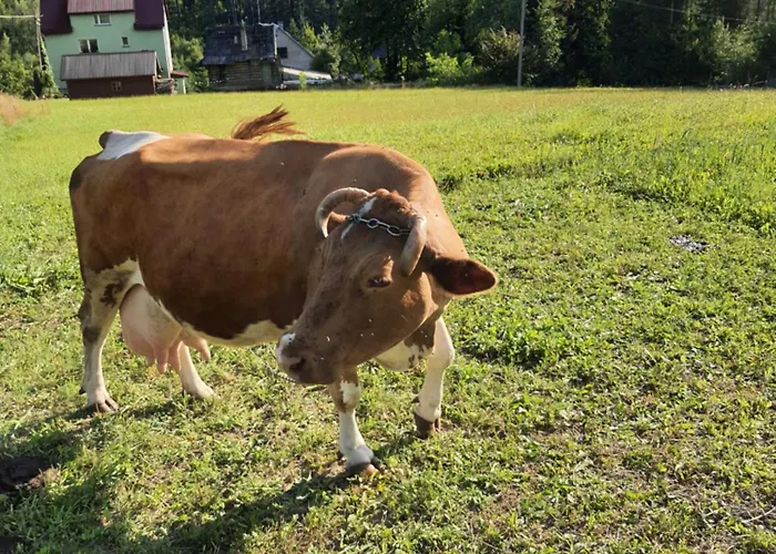 Przystan Family Pod Ochodzita *