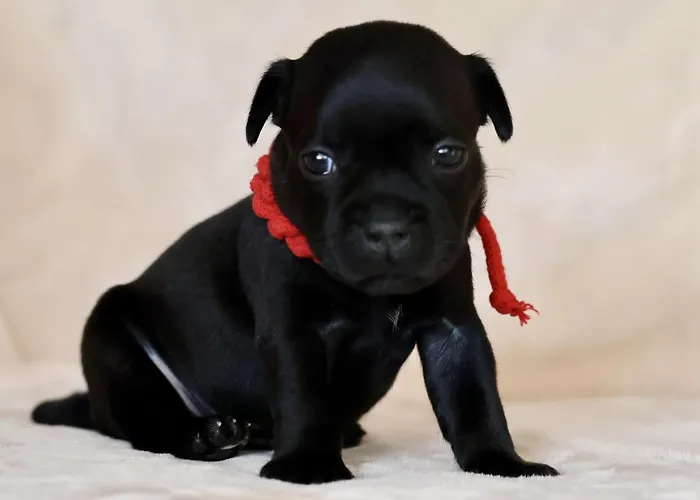 Villa Przystan Family Pod Ochodzita *